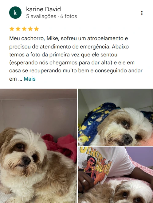 Avaliação real de tutor sobre o Patinhas de Assis